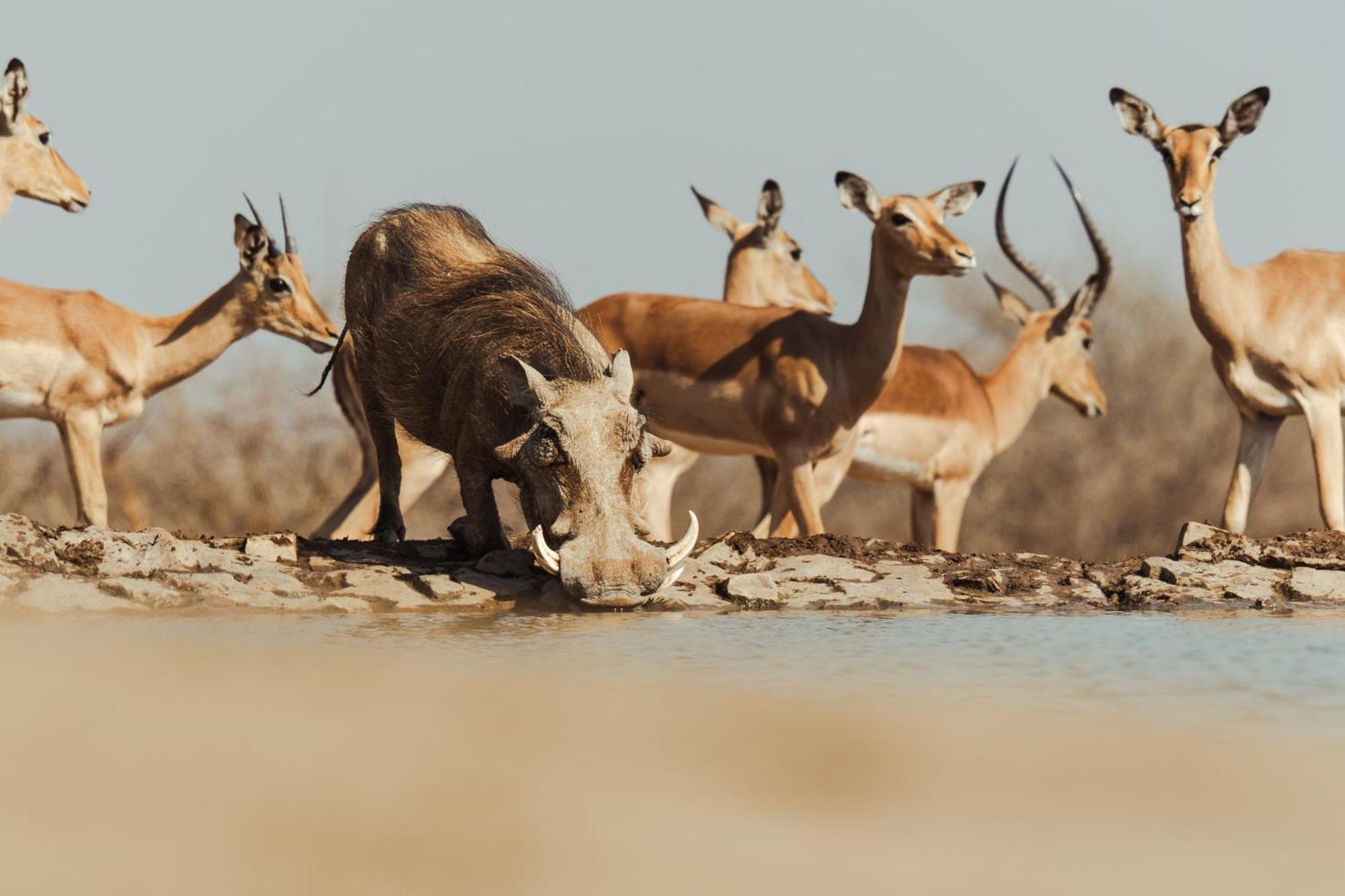 Last Word Madikwe Madikwe Game Reserve Eksteriør bilde