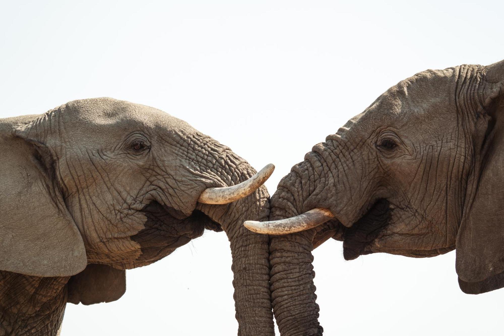 Last Word Madikwe Madikwe Game Reserve Eksteriør bilde