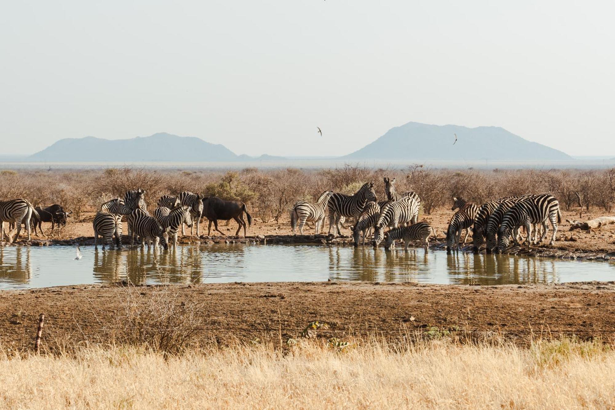 Last Word Madikwe Madikwe Game Reserve Eksteriør bilde