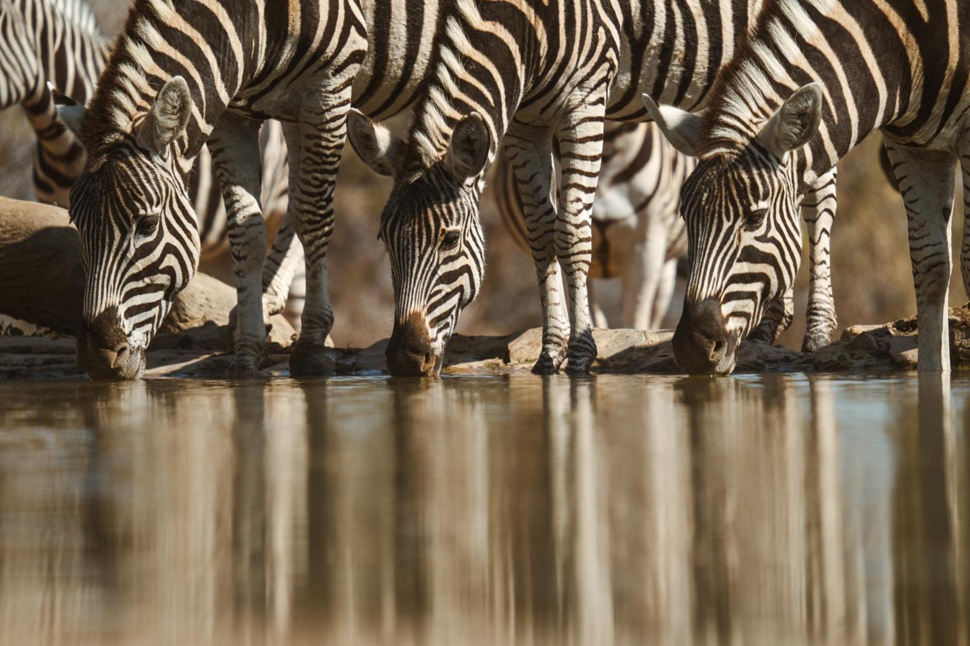 Last Word Madikwe Madikwe Game Reserve Eksteriør bilde