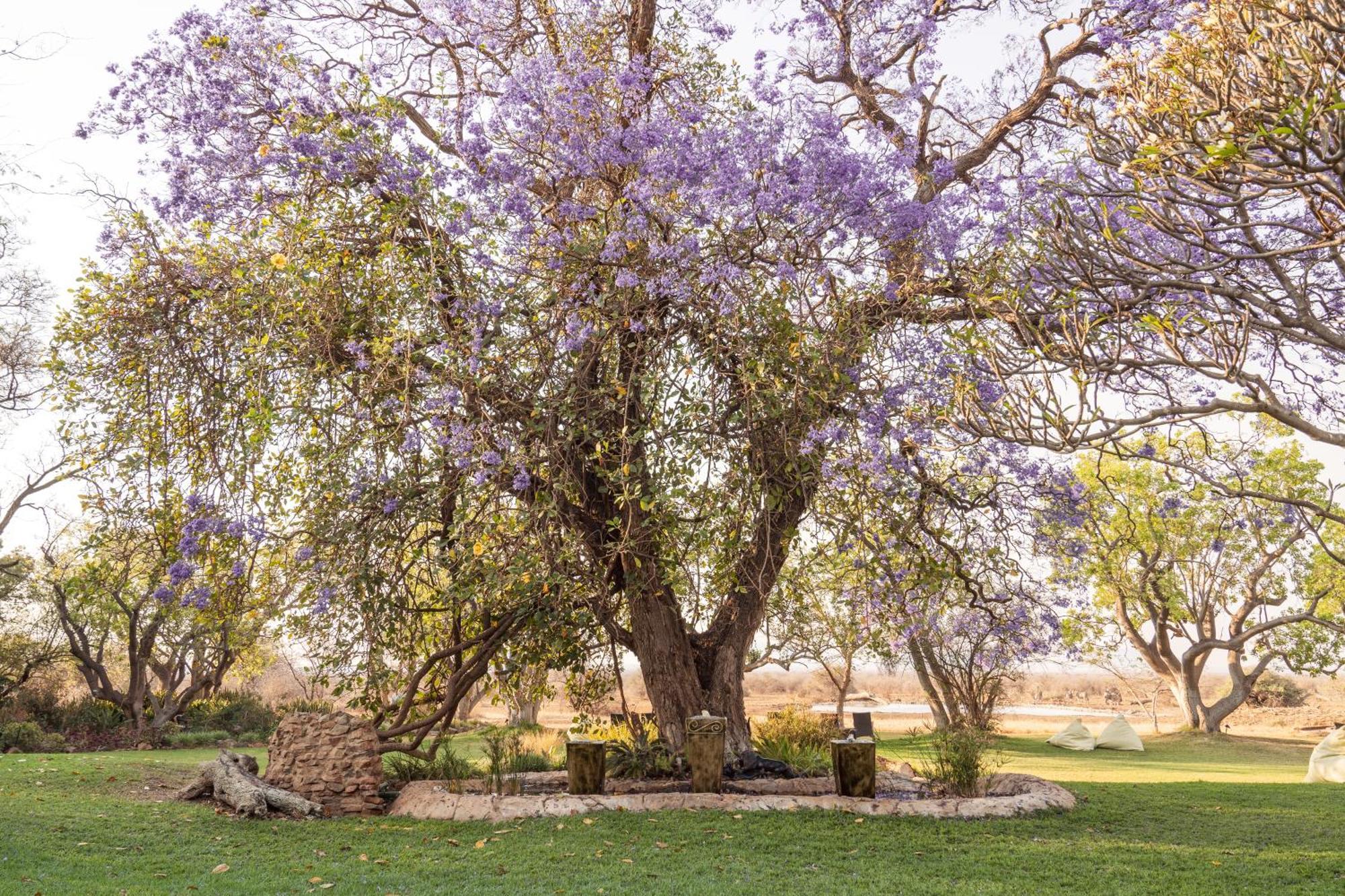Last Word Madikwe Madikwe Game Reserve Eksteriør bilde