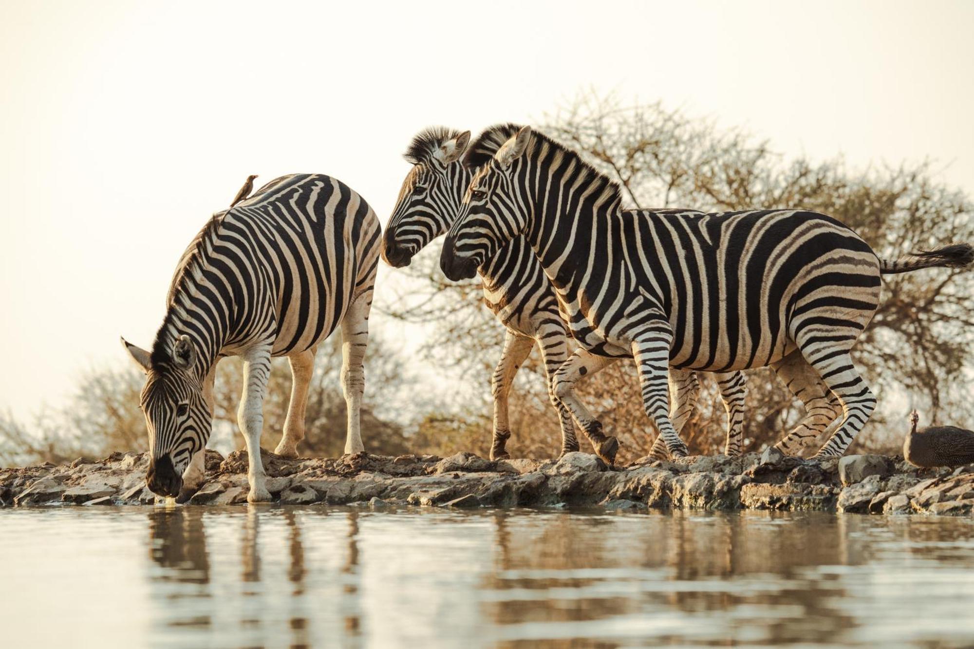 Last Word Madikwe Madikwe Game Reserve Eksteriør bilde
