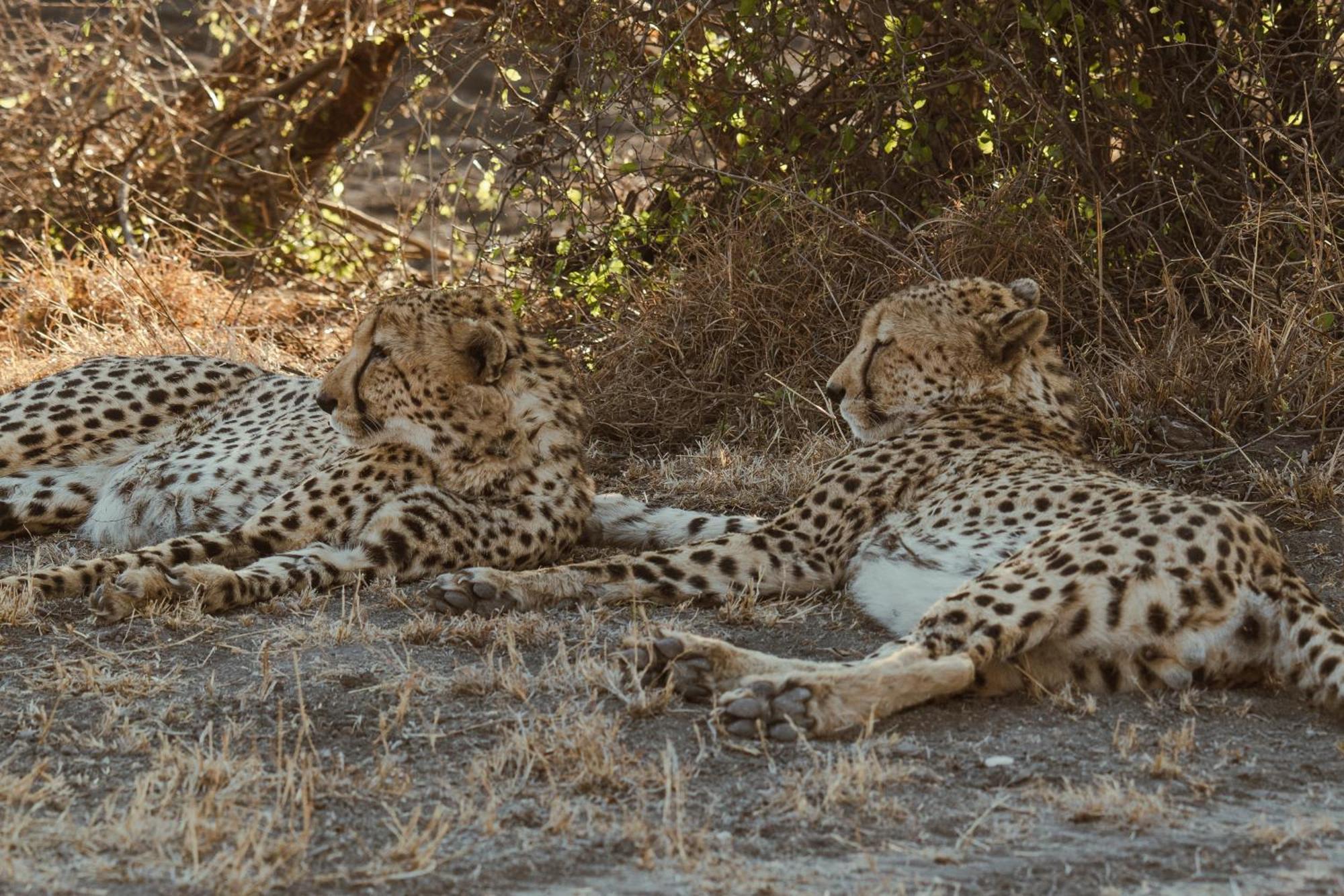 Last Word Madikwe Madikwe Game Reserve Eksteriør bilde